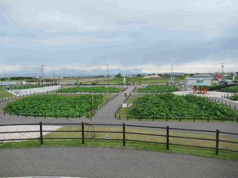 道の駅ふれあいの里HASUパークの花はす田