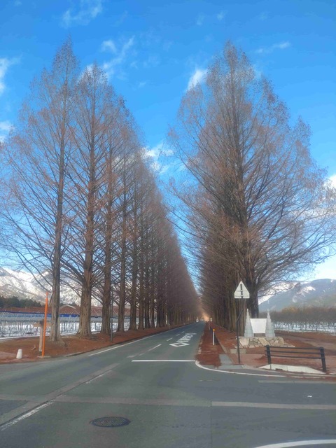 冬のメタセコイア並木。晴天だと映えます