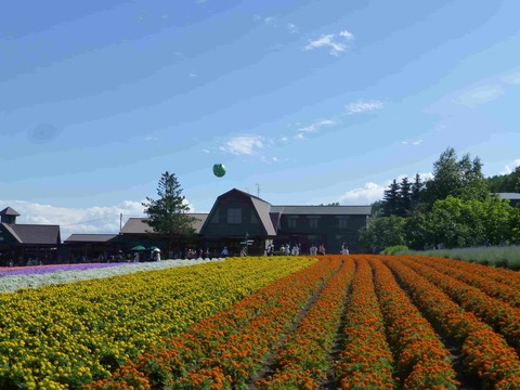 ファーム富田・園内の花々