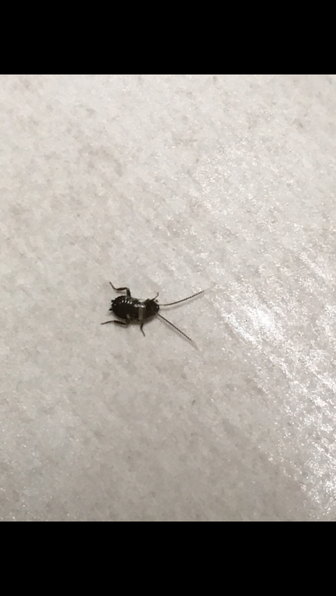 ゴキブリ対策 ゴキブリにサヨナラ出来る掃除
