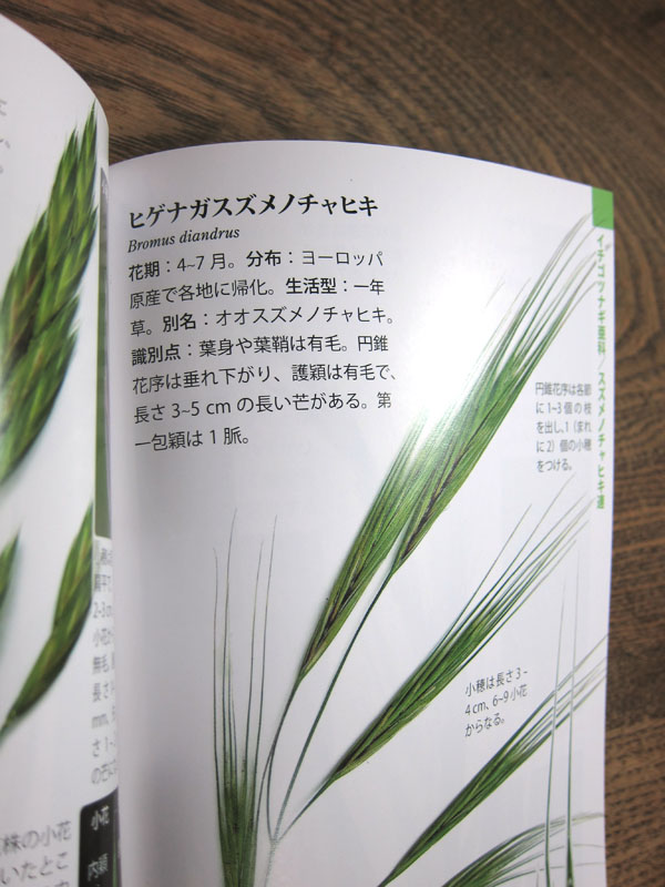 イネ科ハンドブック おすすめの雑草図鑑 ご近所の日々