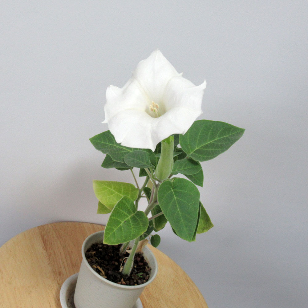 ダチュラ開花 河童アオミドロブログ