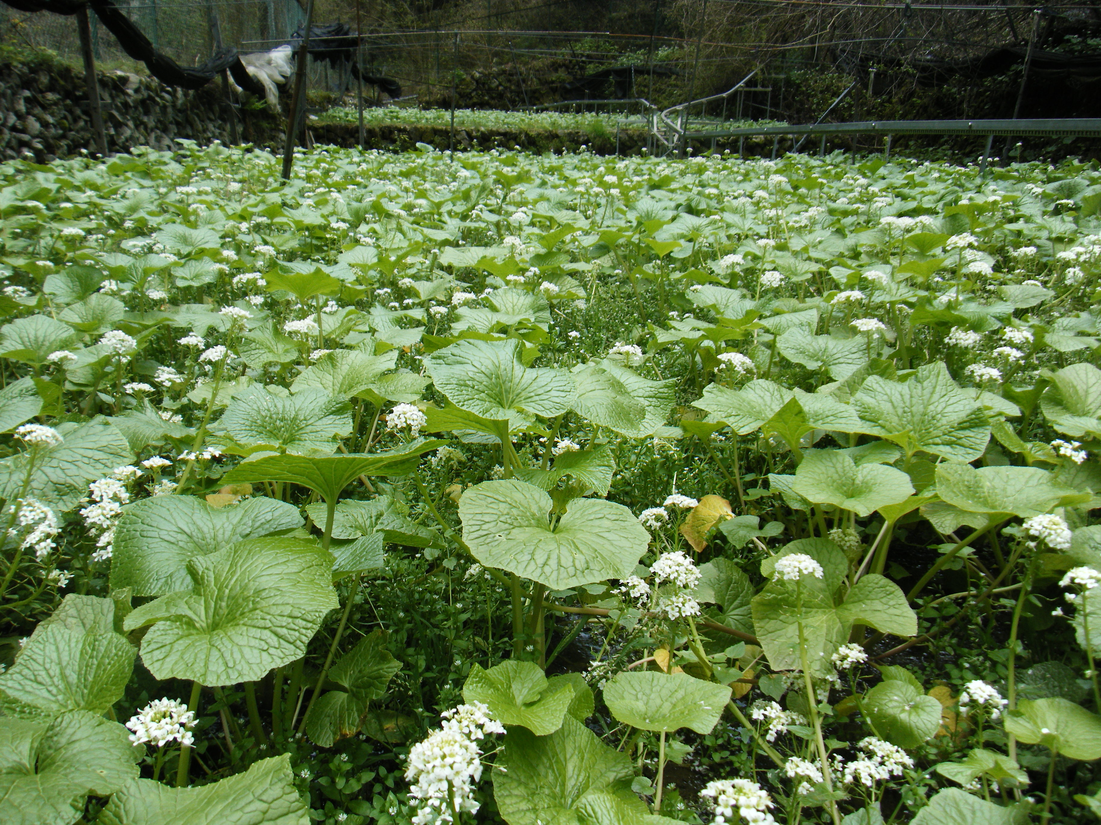 奥多摩わさび畑 極丸豆腐 安居楽業 意気揚揚