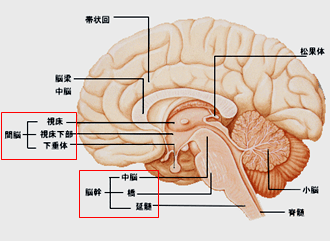 間脳・脳幹部