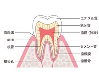 cross-sectional-view-of-tooth-1024x849