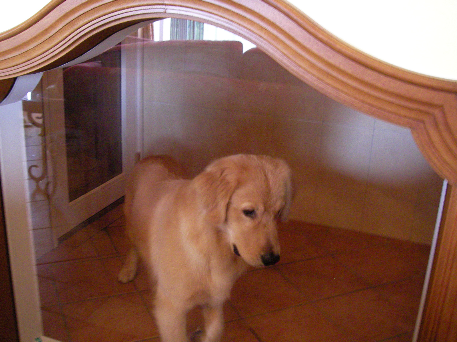 豪華な客室 Golden Time