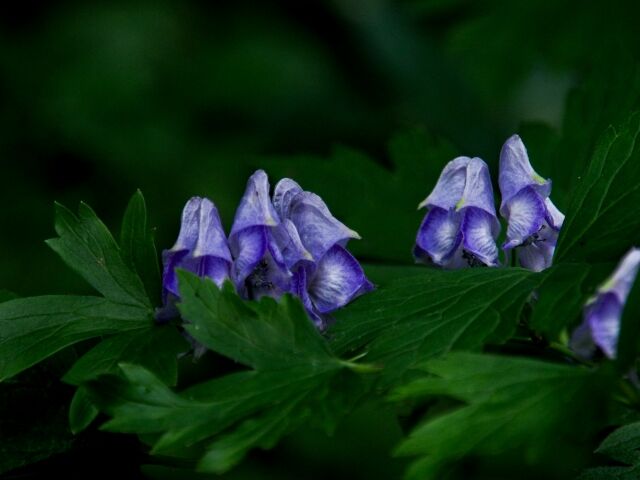 80代男性、山林で採取したトリカブトを誤食し死亡