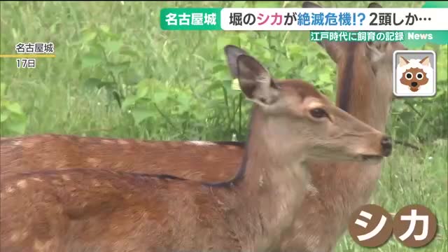 【悲報】名古屋城のシカ、絶滅危機に