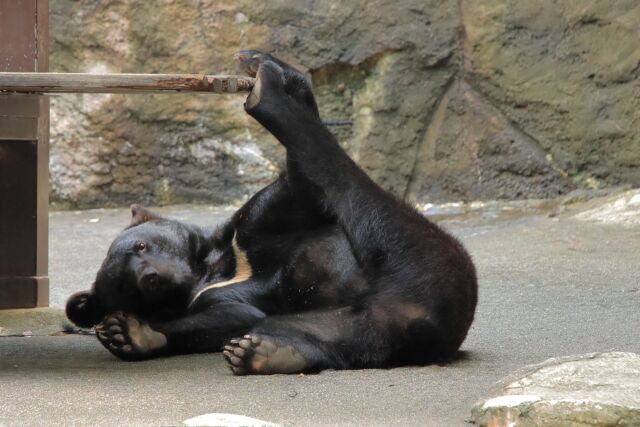 機動隊の警察官によるライフル銃でのクマ駆除、運用開始へ