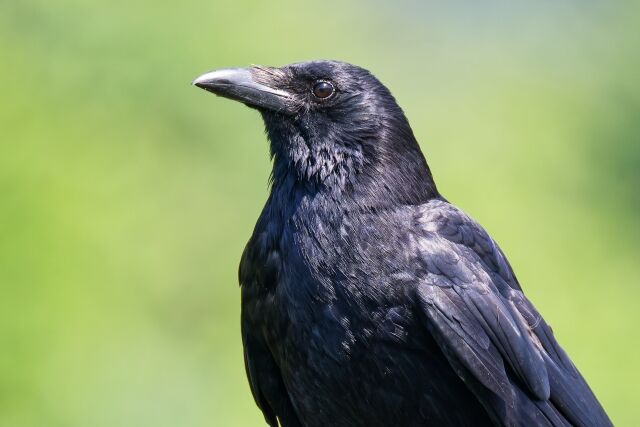 カラスって人間の7歳くらいの知能持ってるらしい