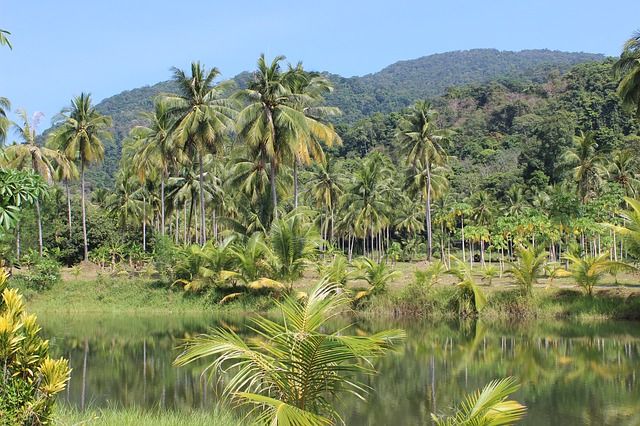 rain-forest-273780_640