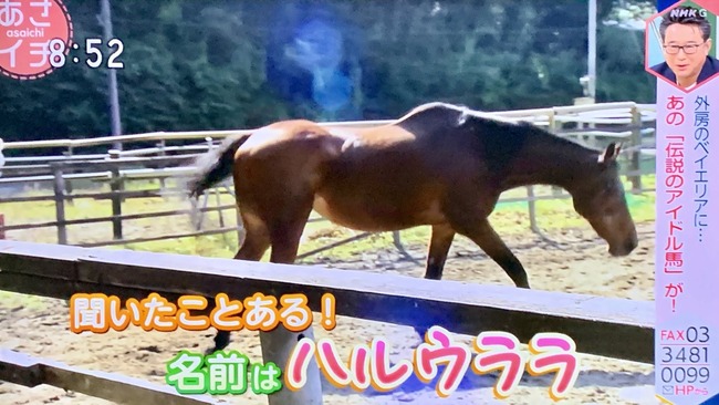 一般人が知ってる競走馬なんか「ディープインパクト」「オグリキャップ」「ハルウララ」だけだろ