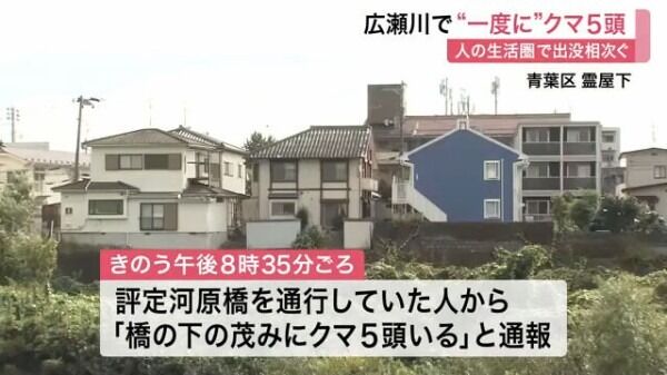 仙台市青葉区の広瀬川の河川敷、一度にクマ５頭出現