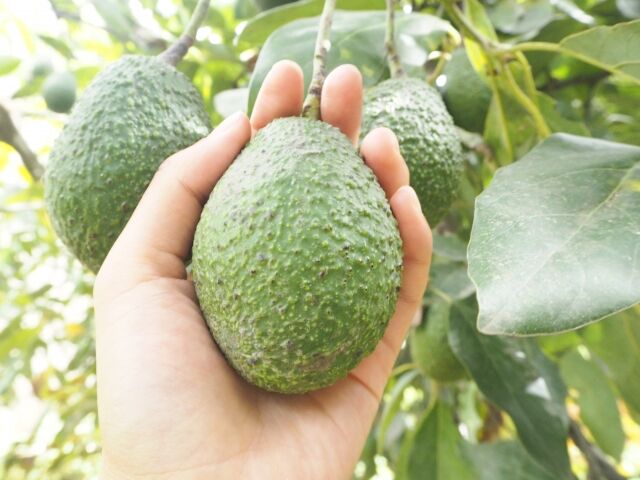 ミカン産地、温暖化で30年後に6割が消滅の予測　静岡ではアボカド転作への動き