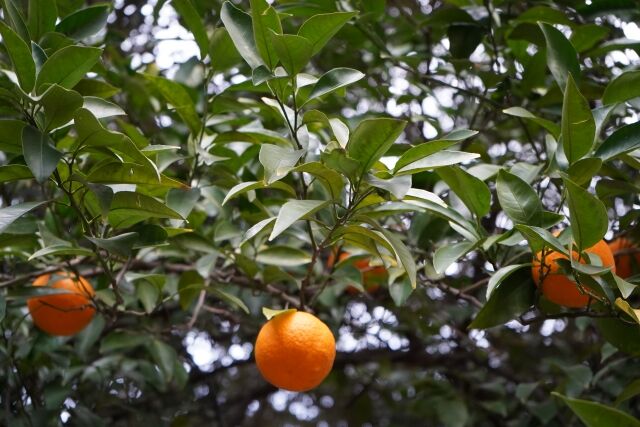 空き家の敷地内のミカンの木に逆さ吊りになっていた高齢の男性が死亡