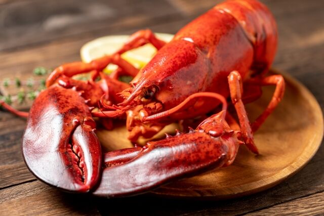 英政府、ロブスターなど甲殻類を生きたまま茹でることを禁止する方針　