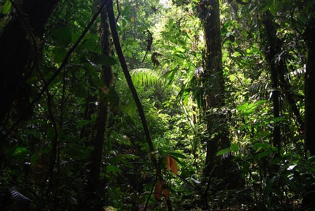 jungle-240498_640