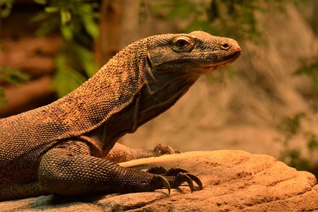 komodo-dragon-8209429_640