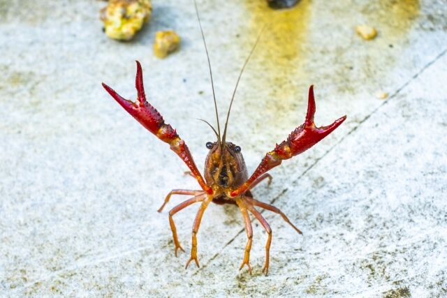 ザリガニって綺麗な水で育てて食えば美味そうだよな
