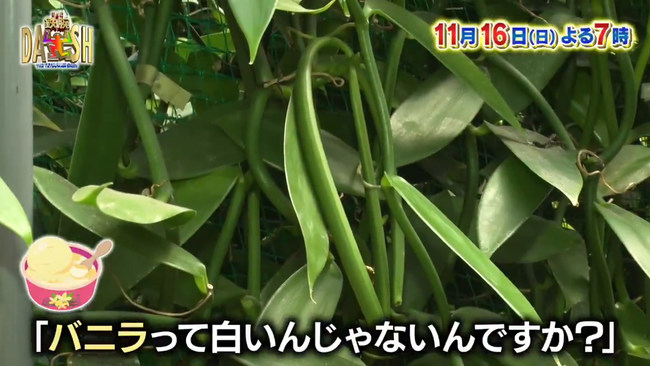 九州電力、ほぼ全量を輸入に頼るバニラの国内量産化を目指す