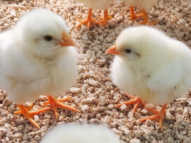 【????】お尻をAIカメラにかざすとヒヨコの雌雄… 日本のスタートアップが開発