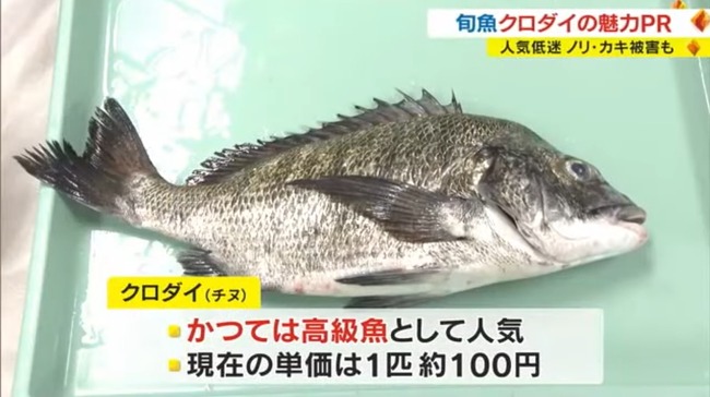 クロダイって人気ないんだな……