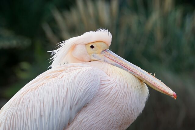 20年間メスだと思われていたモモイロペリカンのワカメちゃん、オスと判明♂
