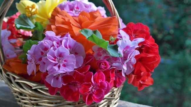geranium-2776719_960_720
