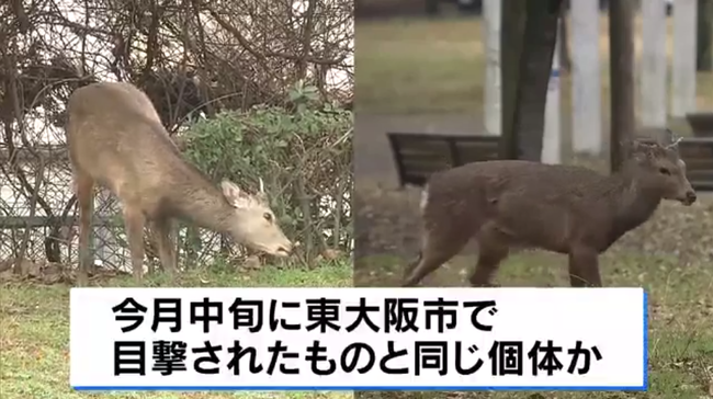 大阪の鹿、見物人が大量に集まるもしれっとしている模様