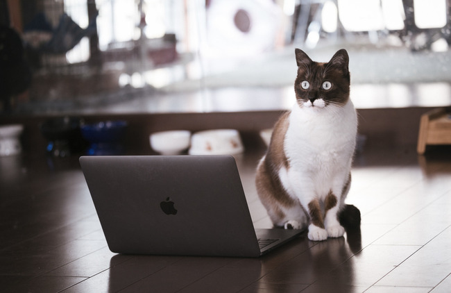 cat126IMGL6389_TP_V