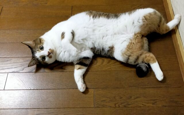 ネコは女性よりも男性の飼い主にニャーニャー鳴くことが多いらしい