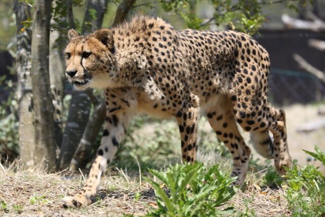 横浜の動物園でキリンとチーター同時展示されるｗｗｗ