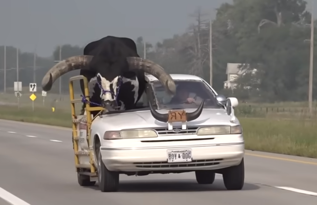 -9-Driver-pulled-over-for-bull-riding-shotgun-in-car-YouTube
