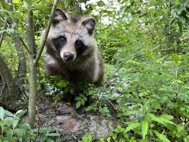 ワナにかかってしまった狸、ガチで逃げない模様