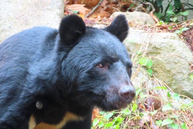 山形で捕獲・放獣されたクマ、秋田の人里に現れ駆除　関係者「残念だ」