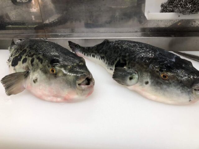 【悲報】寿司屋の店主、トラフグの肝臓を客に提供→食中毒発生で書類送検 「フグのおいしさを知ってもらいたかった」