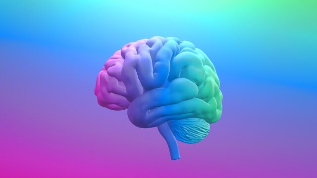 【悲報】頭突きで対決する動物、やっぱり脳を損傷している模様