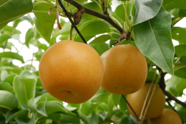 【悲報】ベトナム人のグェンさん、茨城県の畑から収穫前の梨3200個を盗んで逮捕される