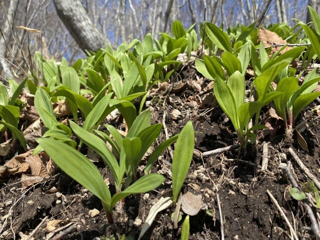 「夫が山菜採りから帰らない」ギョウジャニンニク群生地で88歳男性の遺体を発見　バッグにもギョウジャニンニク…