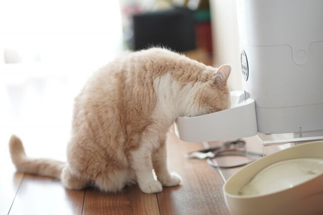 なぜ猫は餌を残すのか？岩手大の研究グループが一つの答えを出す