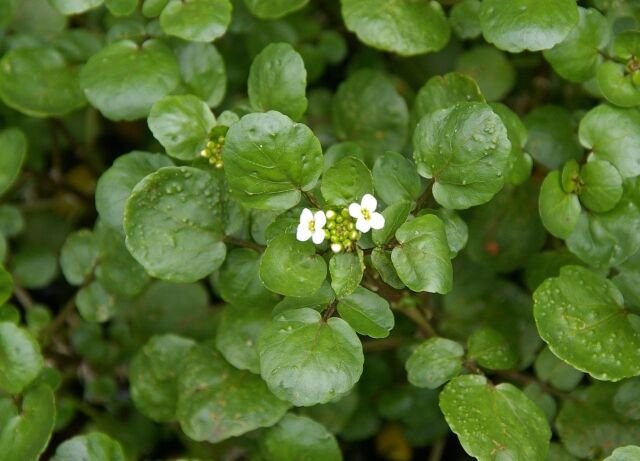 愛媛・松山市内の川でクレソンが大繁殖