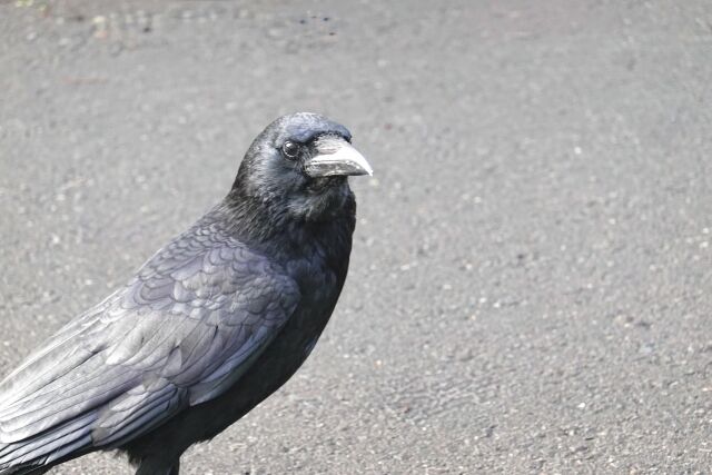 カラスってやっぱり怖いよね