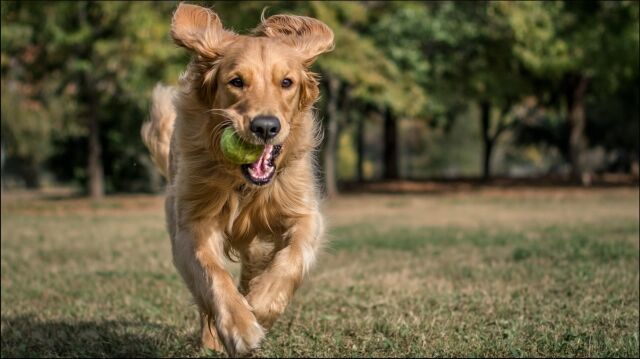 【悲報】ドッグランで犬を走らすのはダメになる