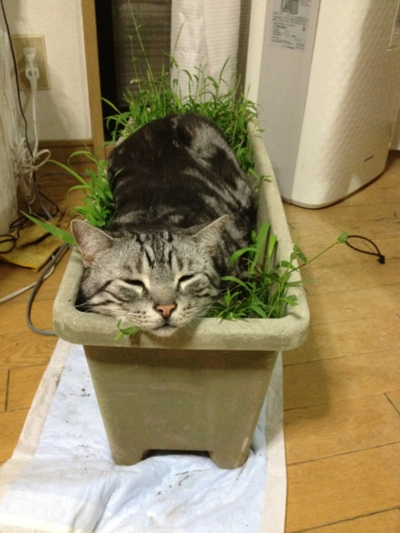 agpiZWViZWUyc2VlchULEgxJbWFnZUFuZFRleHQY2P35Bgw