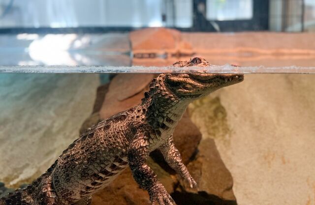 熱川バナナワニ園で従業員の男性がワニに噛まれる　男性は軽傷