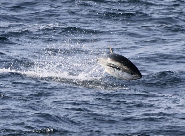 大分県、川でマグロを捕獲ｗｗｗｗｗｗｗｗｗｗｗｗｗｗｗ