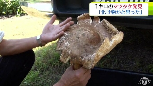 「化け物だと思った」「おおすごいって叫びました」直径30cm・重さ1kgを超える巨大マツタケが見つかる