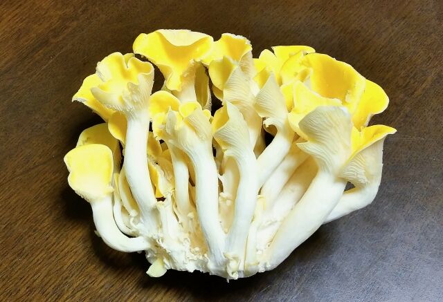 【悲報】 アメリカに持ち込まれた食用キノコ「タモギタケ」、栽培場から森に逃げ出し生息地を急拡大中