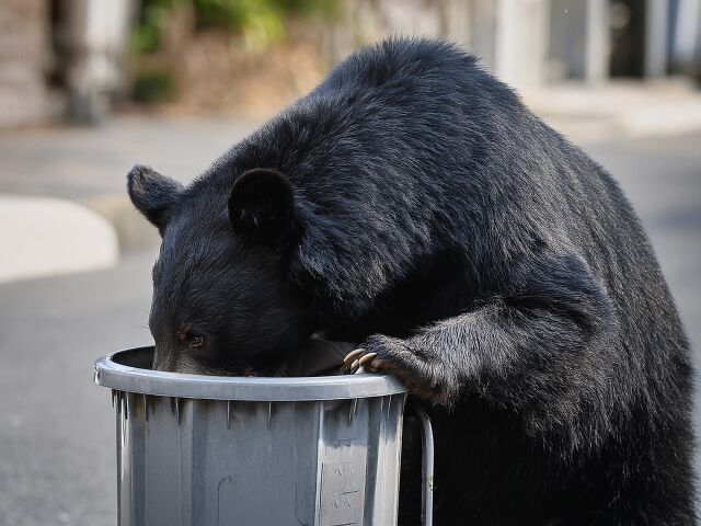 市民「テニスコートにクマがいる」市が確認したところネコと判明