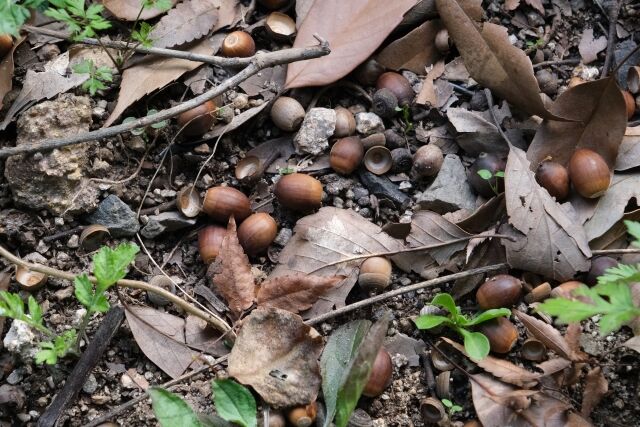 「坊主にするかぼこぼこにされるか選べ」食用ではない木の実を無理矢理食べさせるなどした少年2人を書類送検